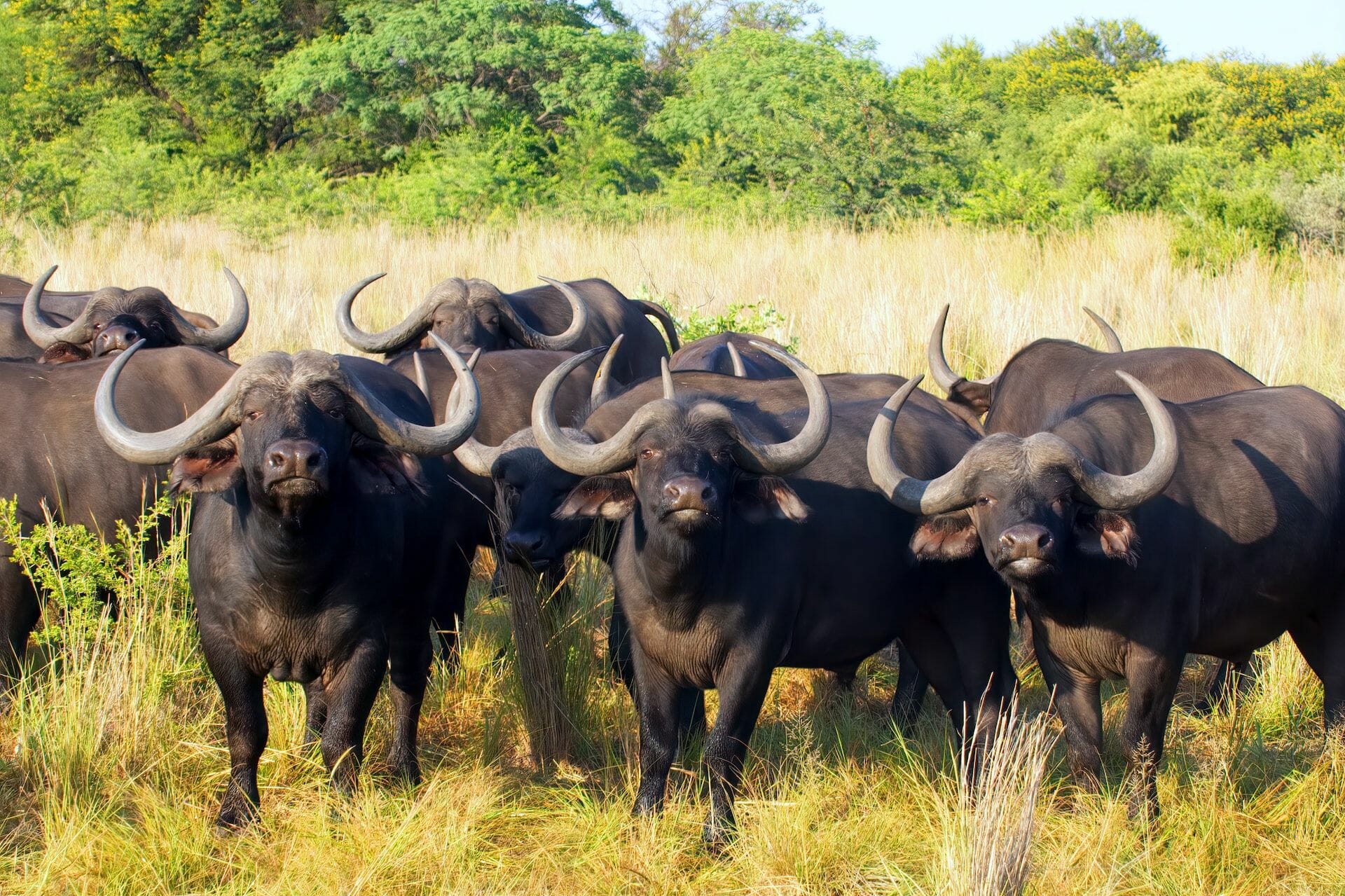 Buffalo in Serengeti